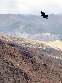 འཇིགས་མེད་གླིང་པ།